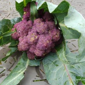Chou-fleur Violet de Sicile
