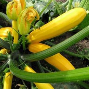 Courgette Gold Rush