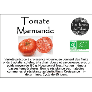 Plant de Tomate Marmande