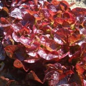Salade Feuille de chêne rouge