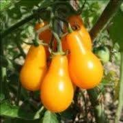 Plant Tomate Poire Jaune