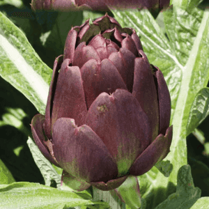 Artichauts Violet de Provence