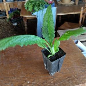 Plant d'artichauts bio