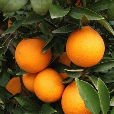 Oranges à jus