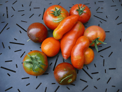 Tomates Variétés anciennes