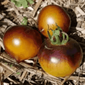 Plant de Tomate 'Belle de Cœur'