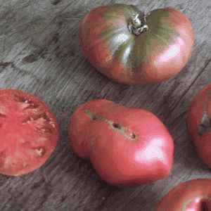 Plant de Tomate 'Black from Tula'