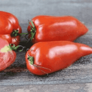 Plant de Tomate 'Cornue des Andes'