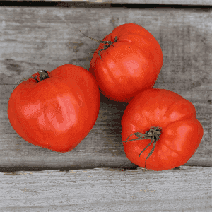 Plant de Tomate 'Cœur de Bœuf Rouge'
