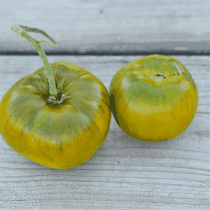Plant de Tomate 'Evergreen'