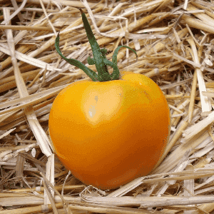 Plant de Tomate 'la Carotina'