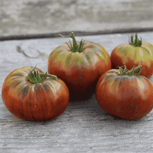 Plant de Tomate 'Noire de Crimée'