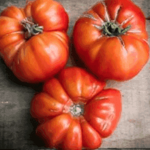 Plant de Tomate 'Potiron Ecarlate'