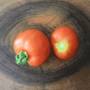 Plant de Tomate 'Précoce de Quimper'