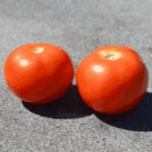 Plant de Tomate 'Reine des Hâtive'