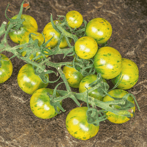 Plant de Tomate Cerise 'Abracazébra'