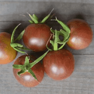 Plant de Tomate Cerise 'Black Cherry'
