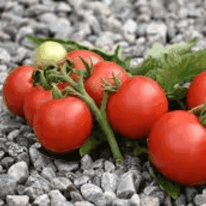 Plant de Tomate Cerise 'Bogus Fruchta'