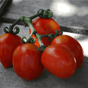 Plant de Tomate Cerise 'Brin de Muguet'