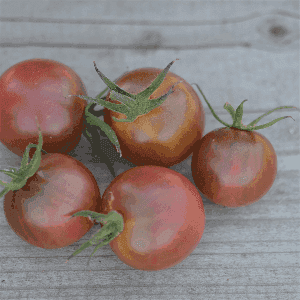 Plant de Tomate Cerise 'Brown Berry
