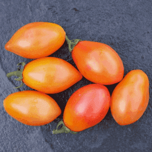 Plant de Tomate Cerise 'Submarine Blush Cherry'